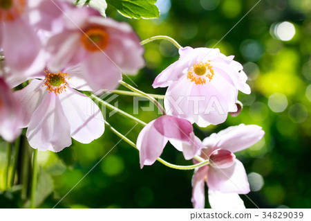 Shiki Iku Shiki Iku 34829039