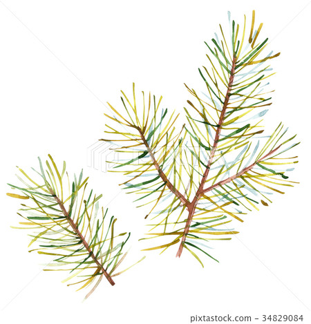 Watercolor Christmas tree branches. Hand painted 34829084