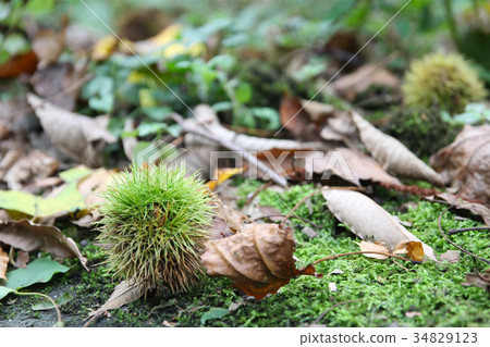 Chestnut  34829123