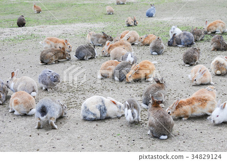 Okunoshima Hare Okunoshima Hare 34829124