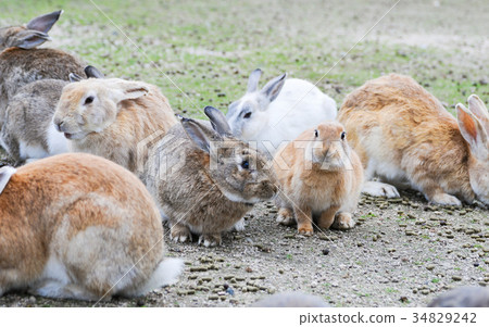 Okunoshima Hare 34829242