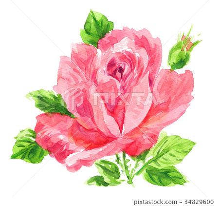 rose, roses, watercolour 34829600