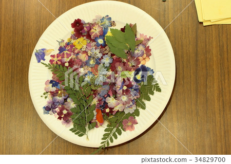 Material of pressed flowers 34829700