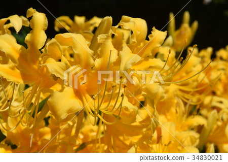 Cluster amaryllis 34830021