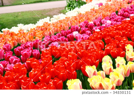 鬱金香 鬱金香 34830131