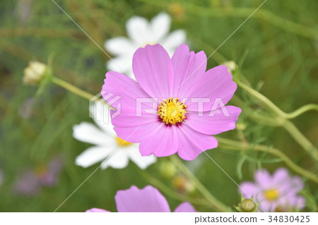Cosmos 34830425