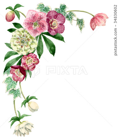 Top frame material of Christmas rose painted by watercolor 34830602
