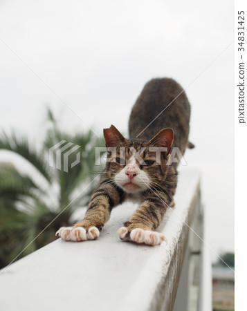 Nervous cat 34831425