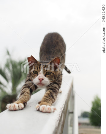 Nervous Cat Stock Photo 34831426 Pixta