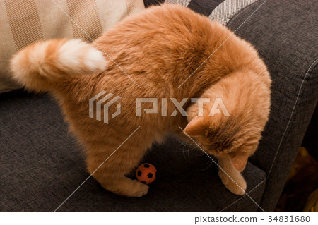 Curious red cat Curious red cat 34831680