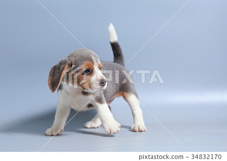 pure breed beagle Puppy on gray screen 34832170