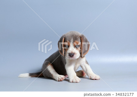 pure breed beagle Puppy on gray screen 34832177