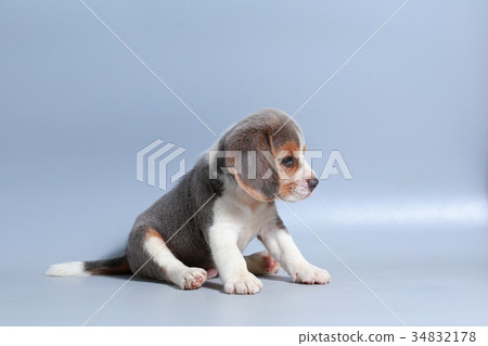 pure breed beagle Puppy on gray screen pure breed beagle Puppy on gray screen 34832178