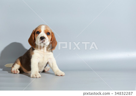 Pure beagle hot sale puppy