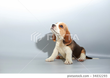 pure breed beagle Puppy on gray screen pure breed beagle Puppy on gray screen 34832293