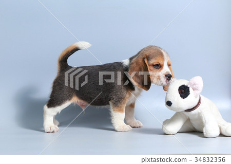 pure breed beagle Puppy on gray screen pure breed beagle Puppy on gray screen 34832356