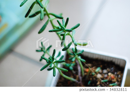 耐旱多肉植物和好養療癒的植物 34832811