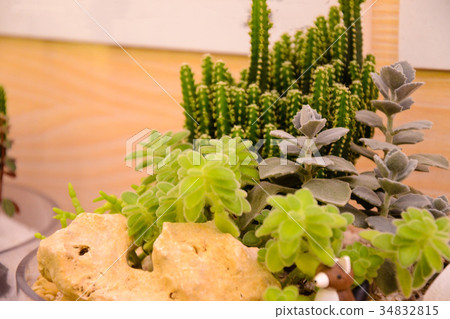 耐旱多肉植物和好養療癒的植物 耐旱多肉植物和好養療癒的植物 34832815