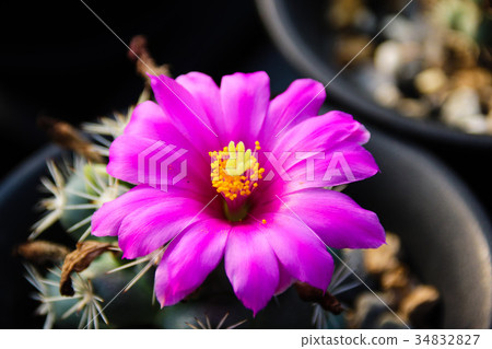 Succulent flowering Succulent flowering 34832827