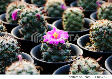 多汁的開花 多汁的開花 34832828