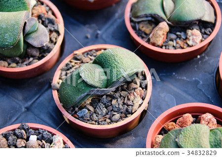 耐旱多肉植物和好養療癒的植物 耐旱多肉植物和好養療癒的植物 34832829