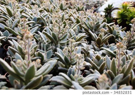 耐旱多肉植物和好養療癒的植物 耐旱多肉植物和好養療癒的植物 34832831