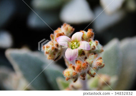 多汁的開花 34832832