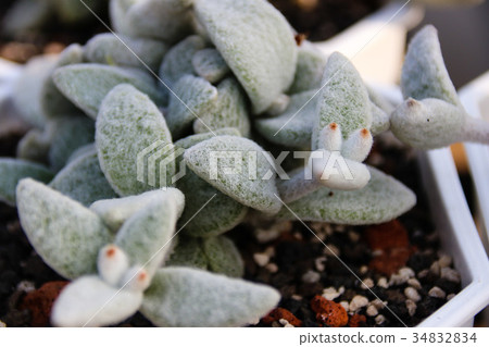 耐旱多肉植物和好養療癒的植物 耐旱多肉植物和好養療癒的植物 34832834