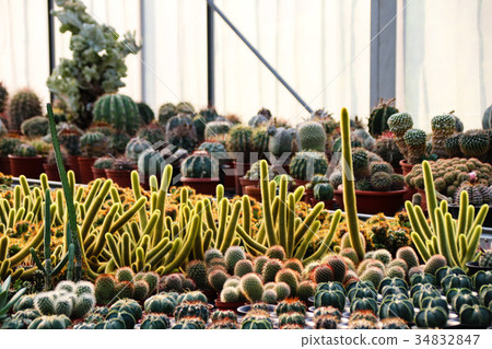 Drought-tolerant succulents and well-healed plants Drought-tolerant succulents and well-healed plants 34832847