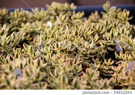 耐旱多肉植物和好養療癒的植物 耐旱多肉植物和好養療癒的植物 34832854