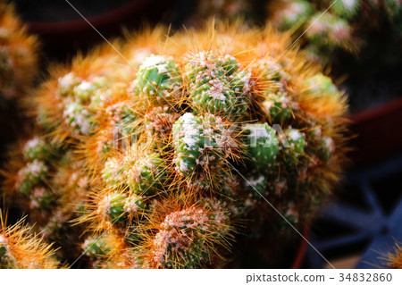 耐旱多肉植物和好養療癒的植物 耐旱多肉植物和好養療癒的植物 34832860