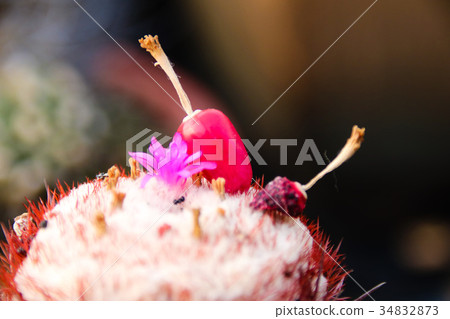 耐旱多肉植物和好養療癒的植物多肉開花 34832873