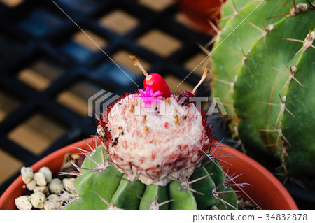 耐旱多肉植物和好養療癒的植物 耐旱多肉植物和好養療癒的植物 34832878