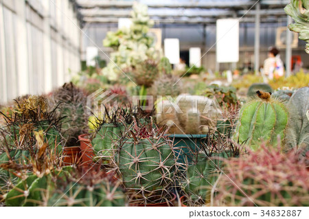 耐旱多肉植物和好養療癒的植物 耐旱多肉植物和好養療癒的植物 34832887