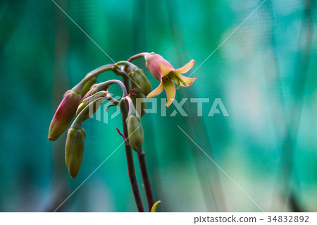 耐旱多肉植物和好養療癒的植物多肉開花 耐旱多肉植物和好養療癒的植物多肉開花 34832892