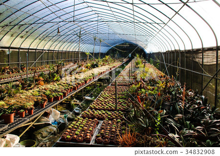 耐旱多肉植物和好養療癒的植物 耐旱多肉植物和好養療癒的植物 34832908