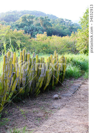 耐旱多肉植物和好養療癒的植物 耐旱多肉植物和好養療癒的植物 34832913