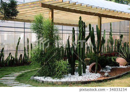 多肉植物花園大仙人掌 多肉植物花園大仙人掌 34833234