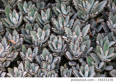 多肉植物花園 多肉植物花園 34833236