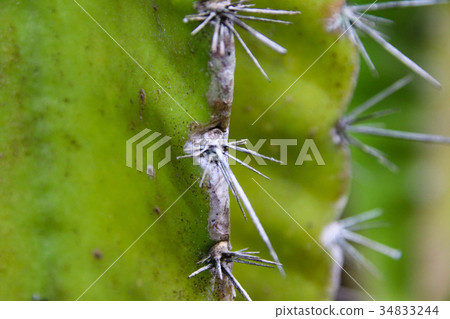 多肉植物花園大仙人掌 多肉植物花園大仙人掌 34833244