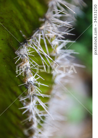 多肉植物花園大仙人掌 34833250