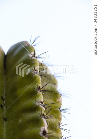 多肉植物花園大仙人掌 34833251