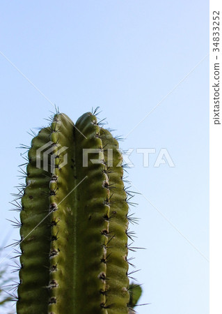 Succulent Garden Big Cactus Succulent Garden Big Cactus 34833252