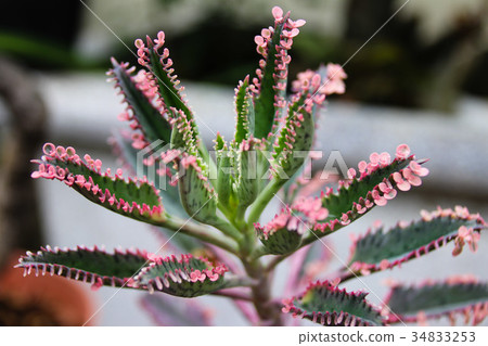 多肉植物花園 多肉植物花園 34833253