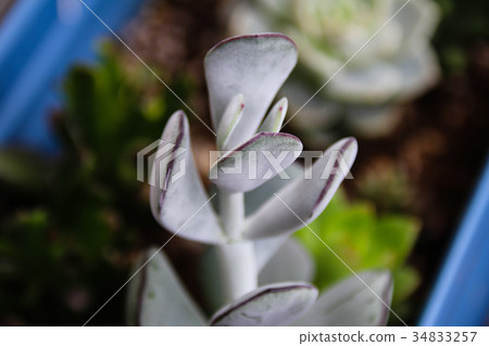 多肉植物花園 多肉植物花園 34833257
