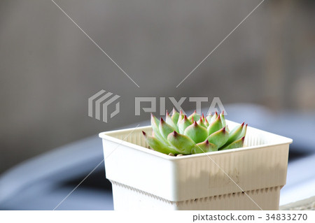 Succulent Garden Succulent Garden 34833270