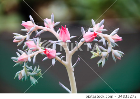 Succulent Garden 34833272