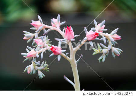 多肉植物花園 34833274