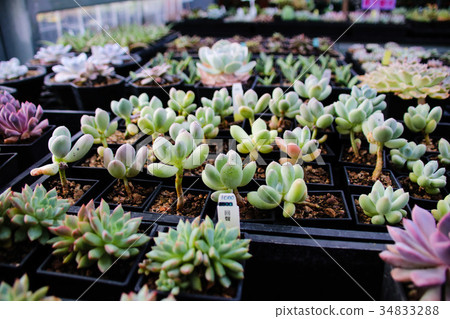 多肉植物花園 多肉植物花園 34833288