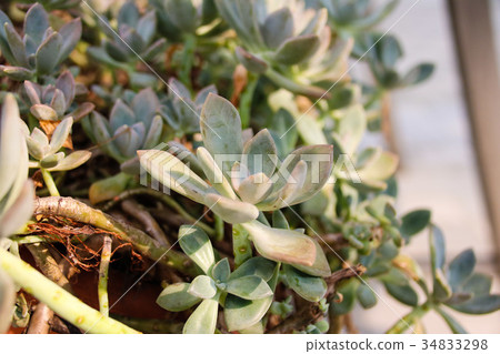 多肉植物花園 多肉植物花園 34833298